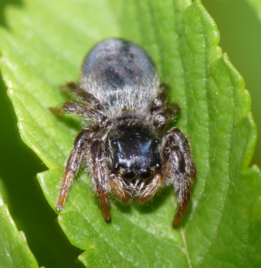 Identificazione Salticidae